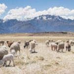 182体育:如何通过数据分析提升运动表现 ylzio